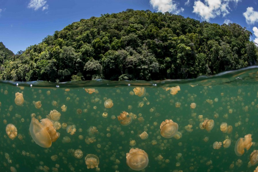 Медузы на Палау